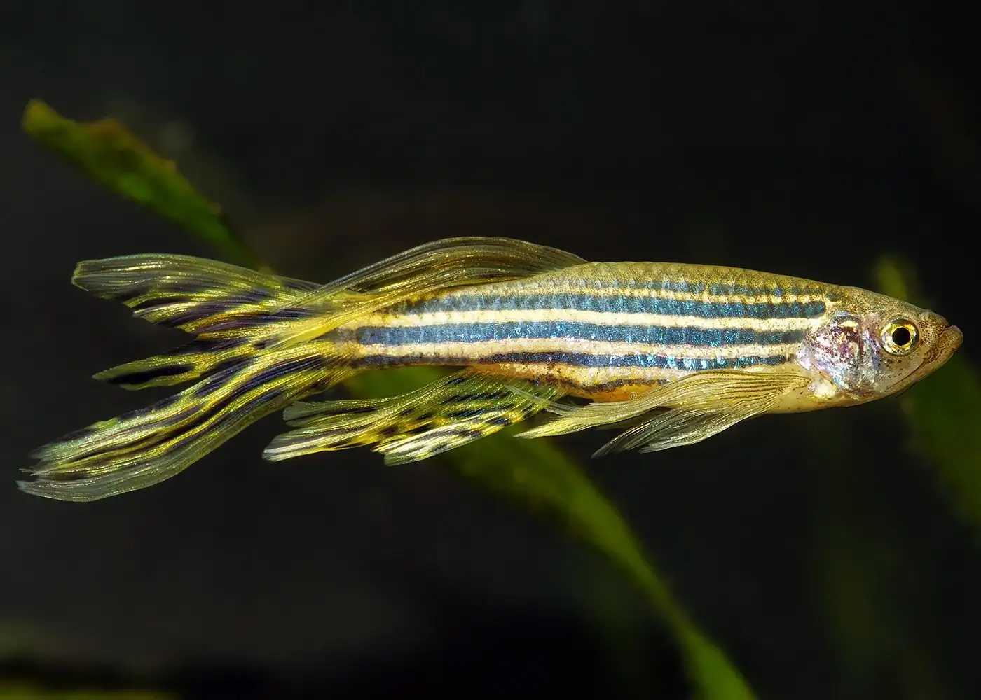 Zebra Longfin Danio
